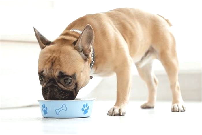 4health dog food for french bulldog