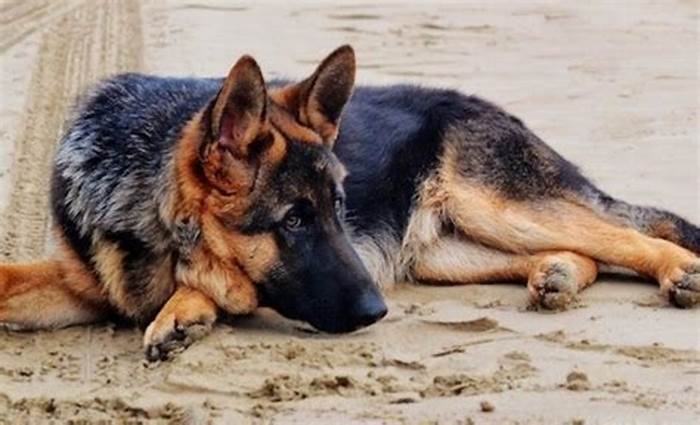 are german shepherds hypoallergenic dogs