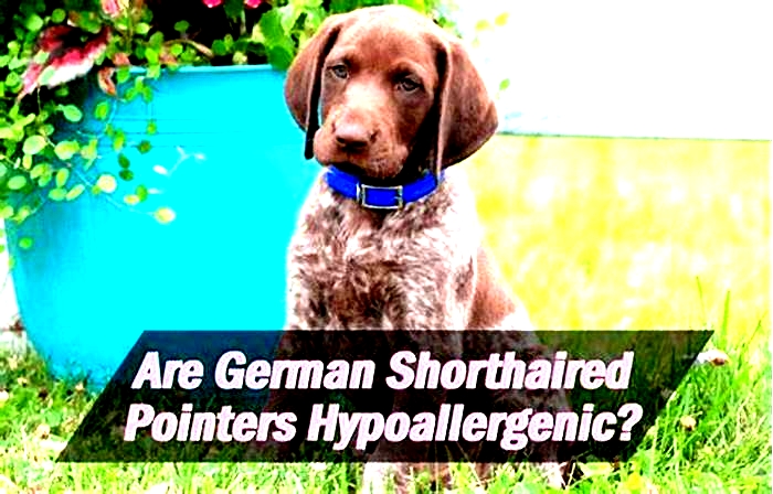 are german shorthaired pointers hypoallergenic dogs