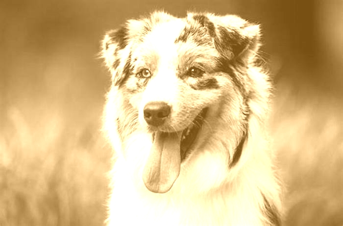 australian hypoallergenic dog breeds