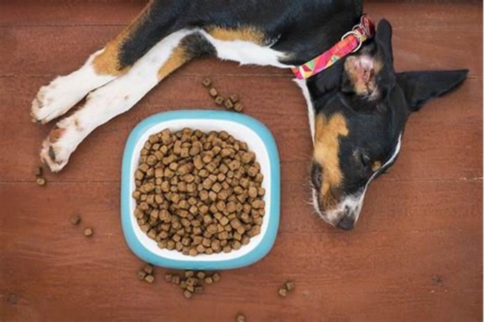 best allergy dog kibble