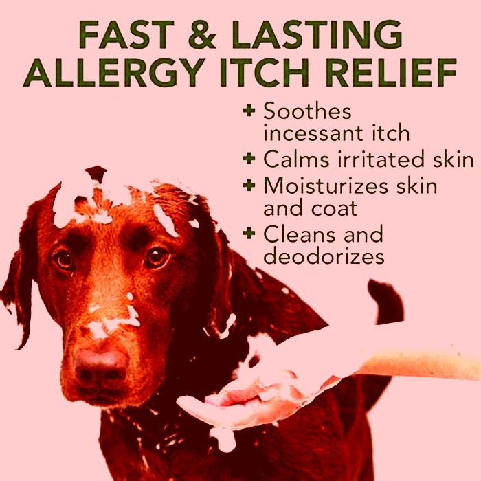 best allergy dog wash