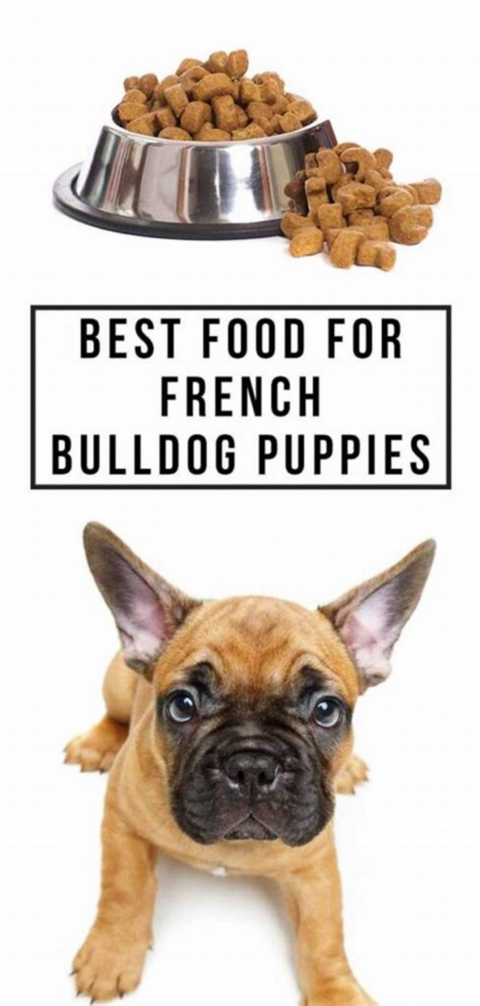 best allergy free dog food for french bulldogs