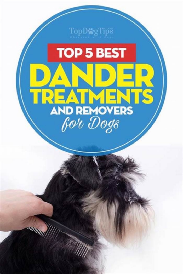 best allergy medicine dog dander