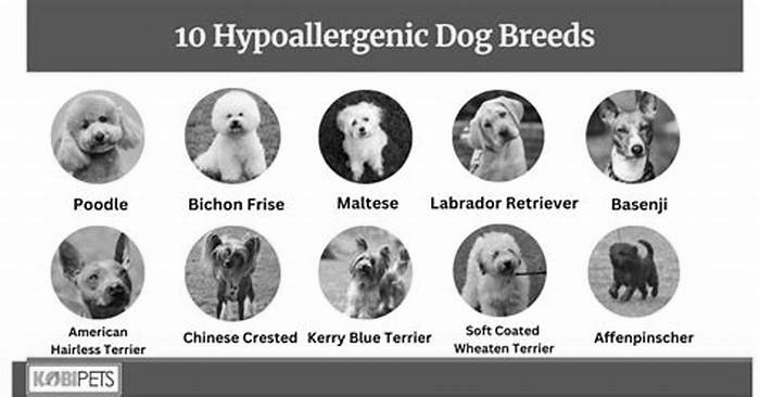 best beginner hypoallergenic dog