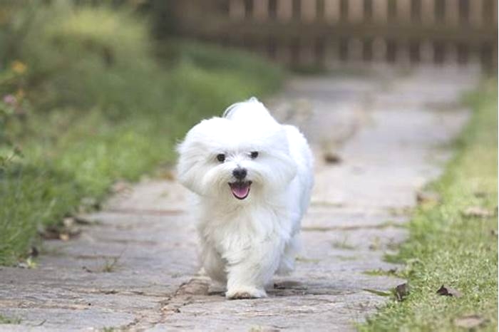 best behaved hypoallergenic dogs