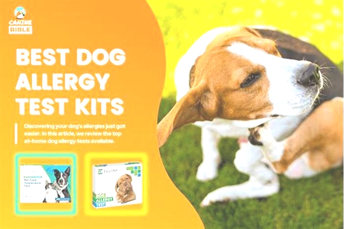 best dog allergy at home test