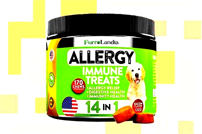 best dog allergy medicine for humans