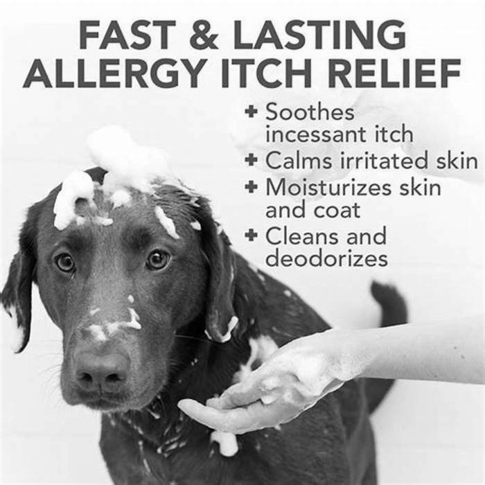 best dog allergy remedy