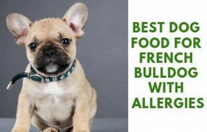 best dog food for allergies french bulldogs