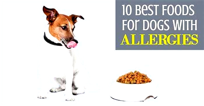 best dog food for dogs with allergies reddit