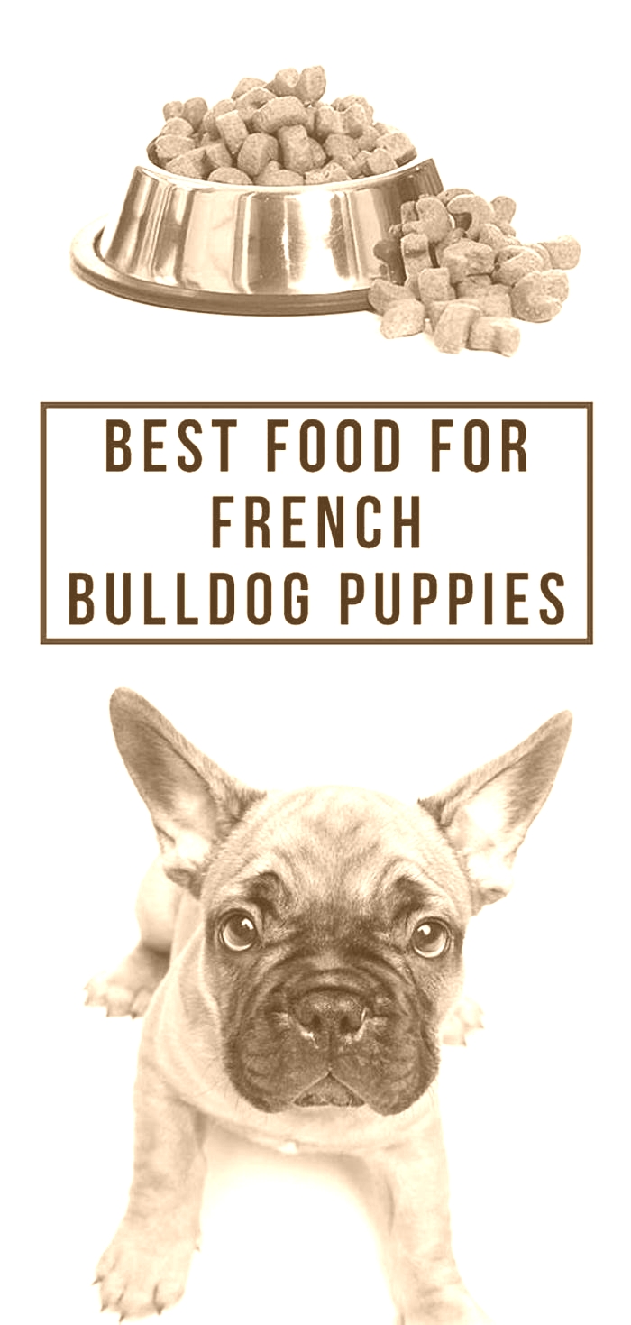 best dog food for french bulldog puppy with skin allergies