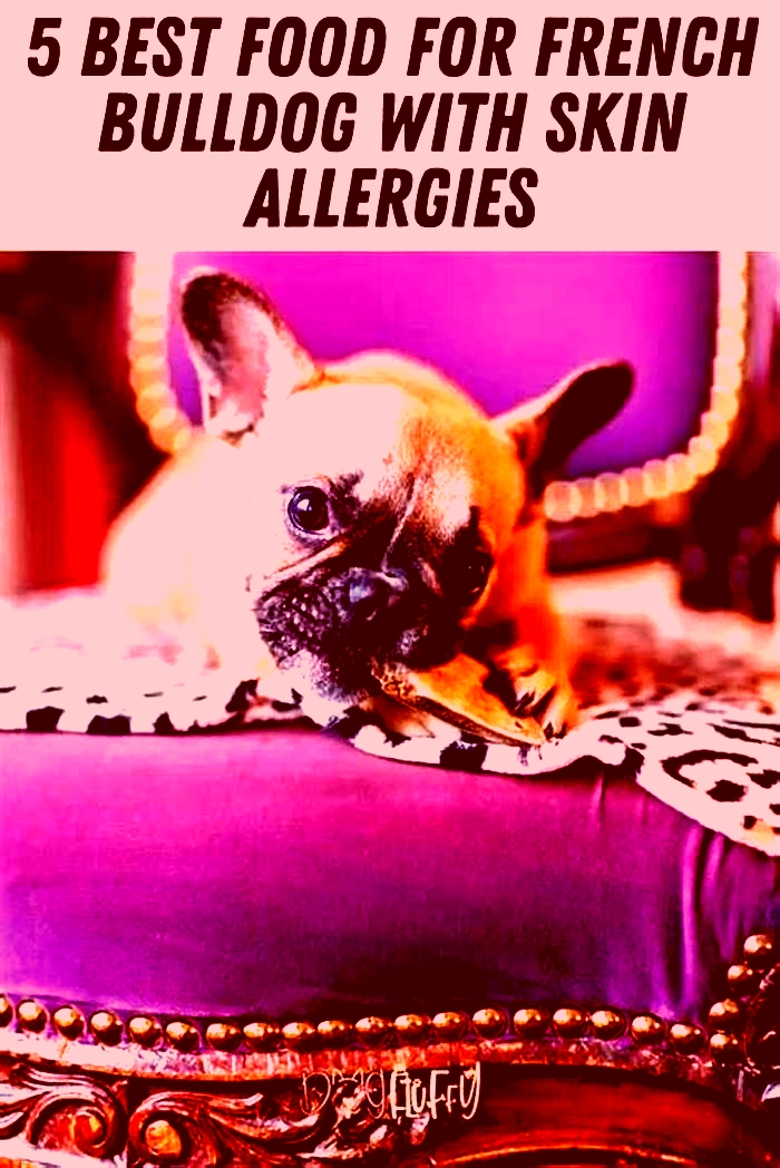 best dog food for french bulldog with skin allergies uk