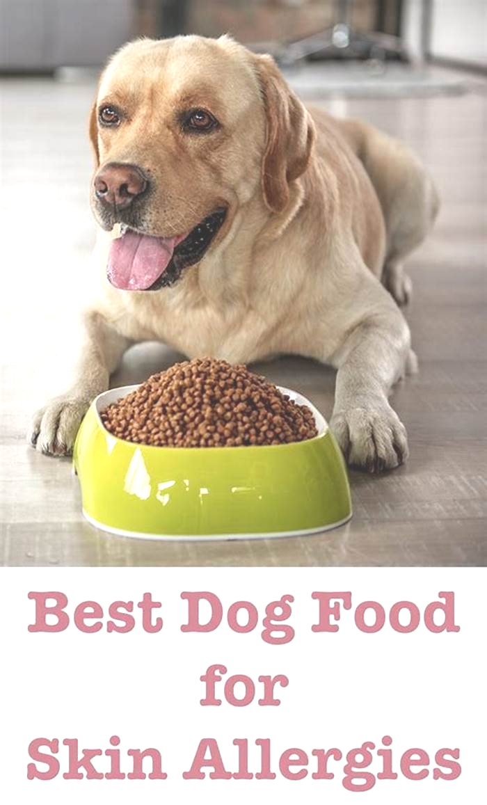 best dog food for labradors with allergies