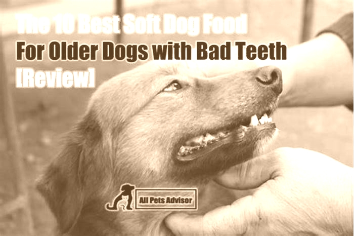 best dog food for older small dogs with bad teeth