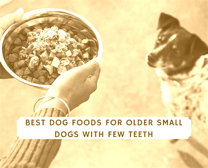 best dog food for older small dogs with few teeth