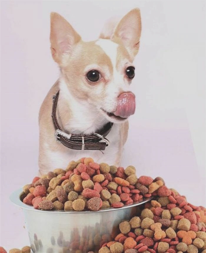 best dog food for senior chihuahua with allergies