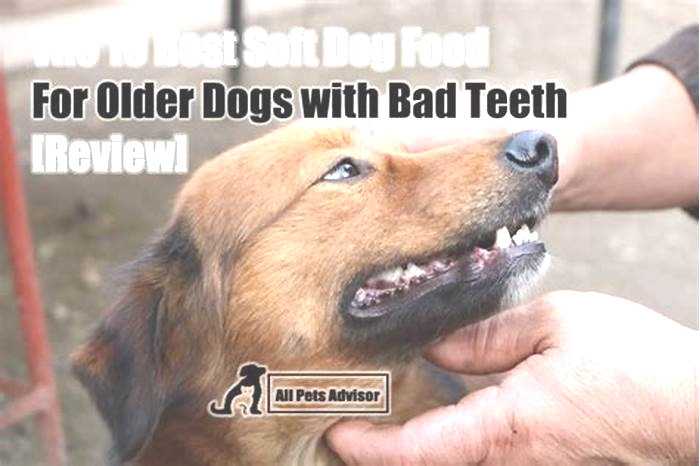 best dog food for senior dogs with bad teeth