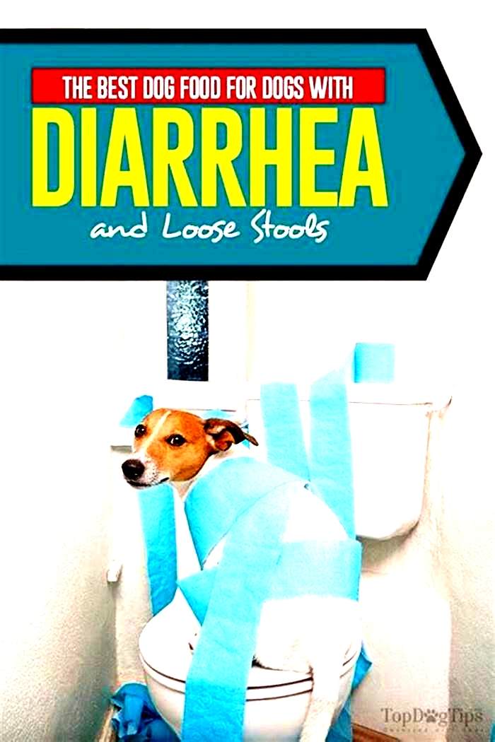 best dog food for senior dogs with diarrhea