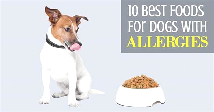 best dog food for small senior dogs with allergies