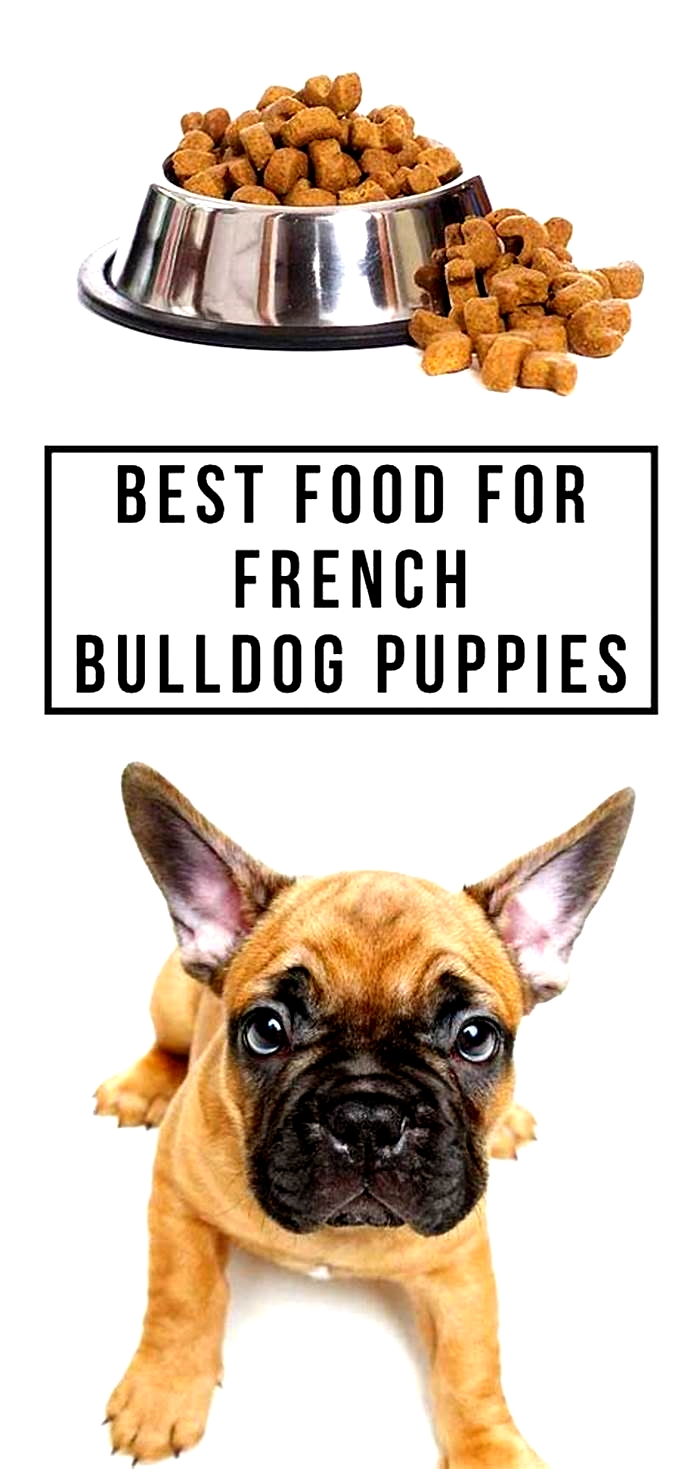 best dry dog food for french bulldogs with allergies