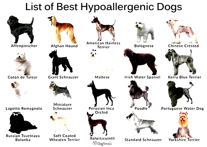 best emotional support dog breeds hypoallergenic