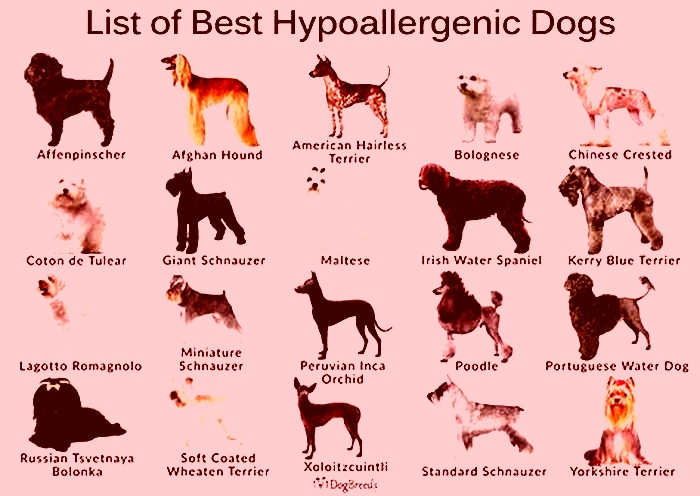 best first time dog breeds hypoallergenic