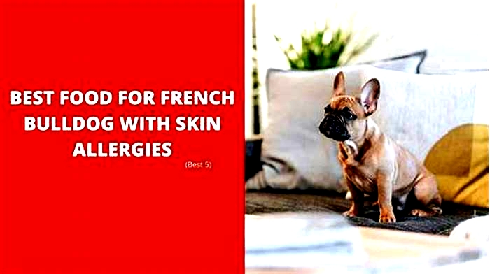 best food for french bulldog with food allergies