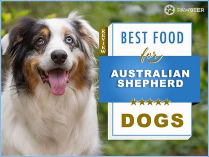 best grain free dog food for australian shepherd