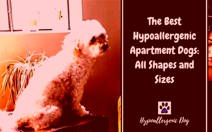 best hypoallergenic apartment dog