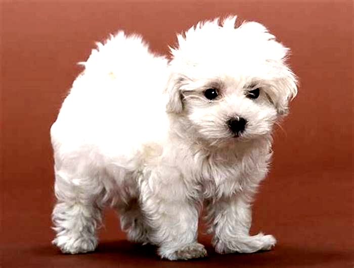 best hypoallergenic breed of dog