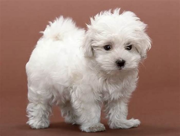 best hypoallergenic city dogs