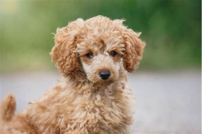 best hypoallergenic dog australia