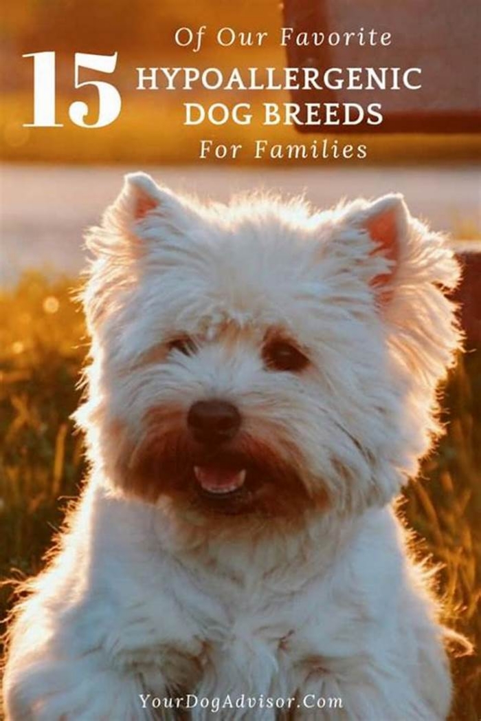 best hypoallergenic dog breeds for families