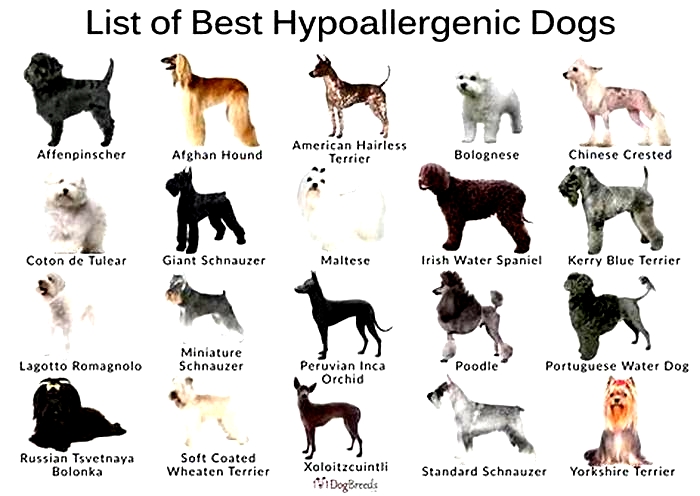 best hypoallergenic dog breeds medium