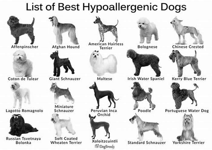 best hypoallergenic dog breeds