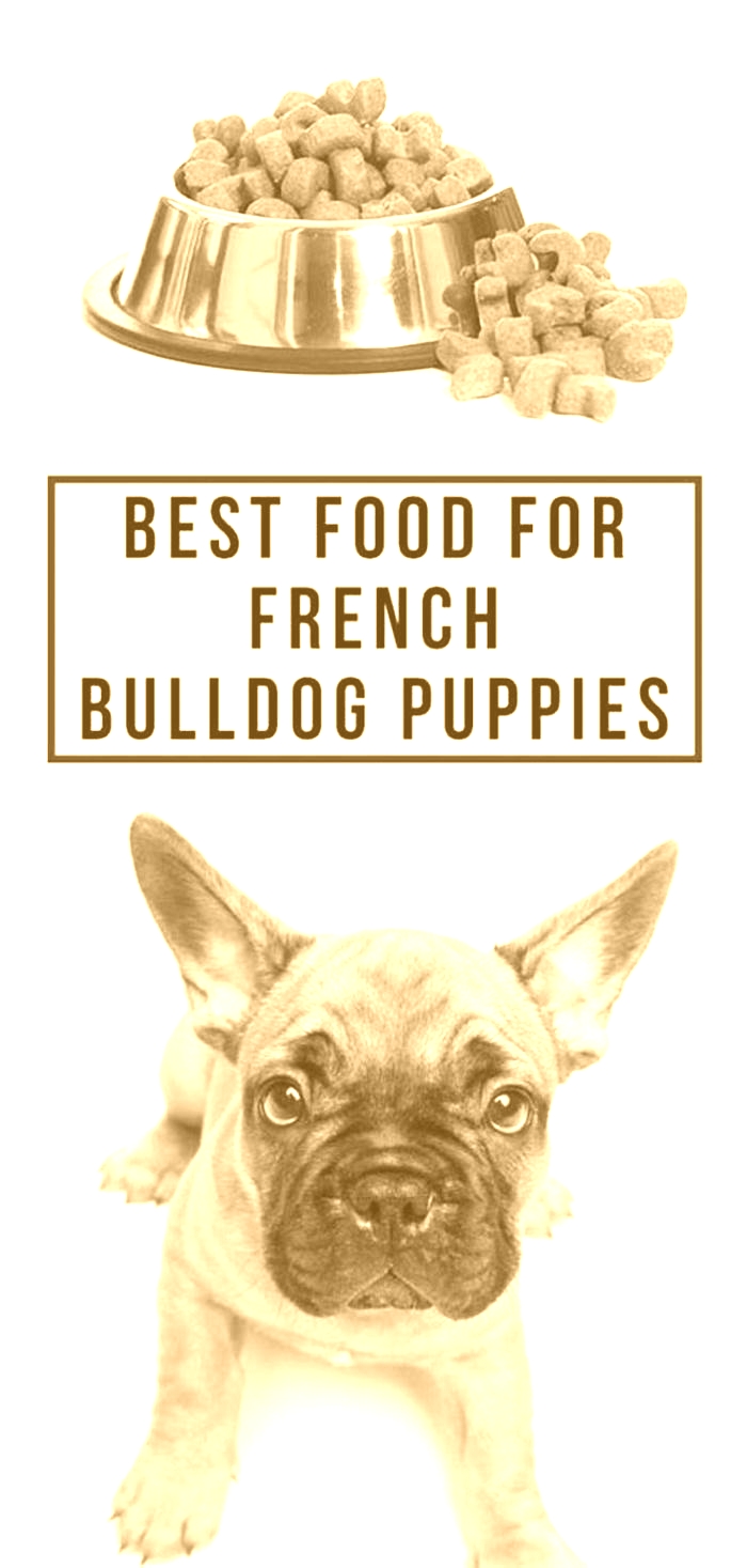 best hypoallergenic dog food for french bulldogs