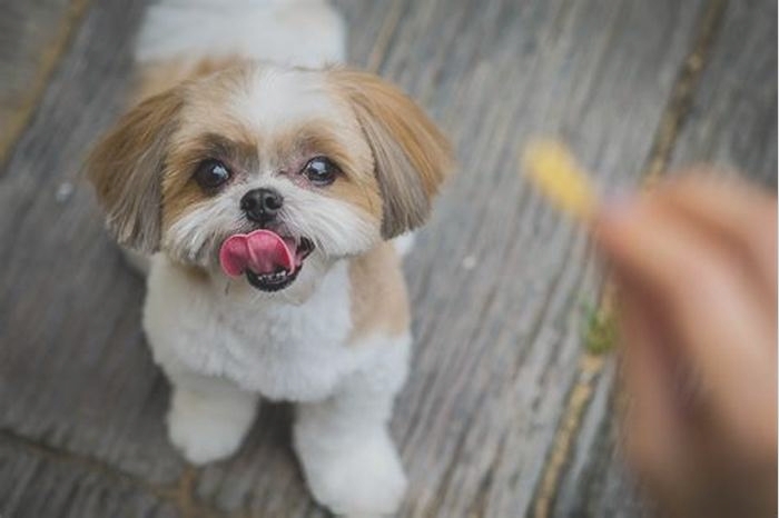 best hypoallergenic dog for busy family