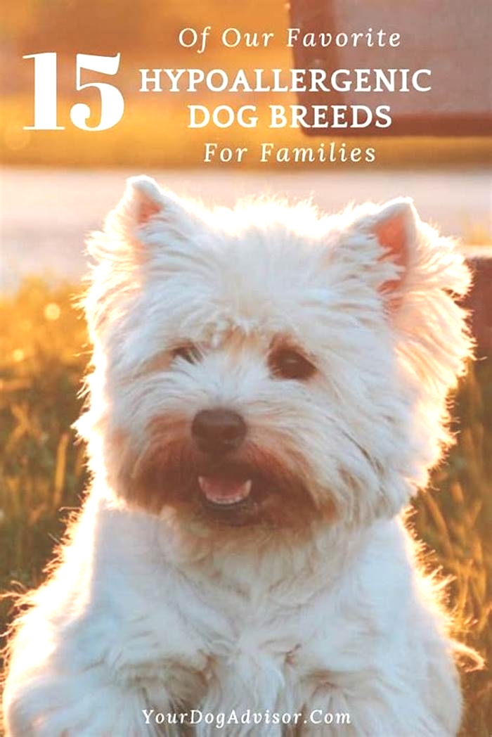 best hypoallergenic dog for families