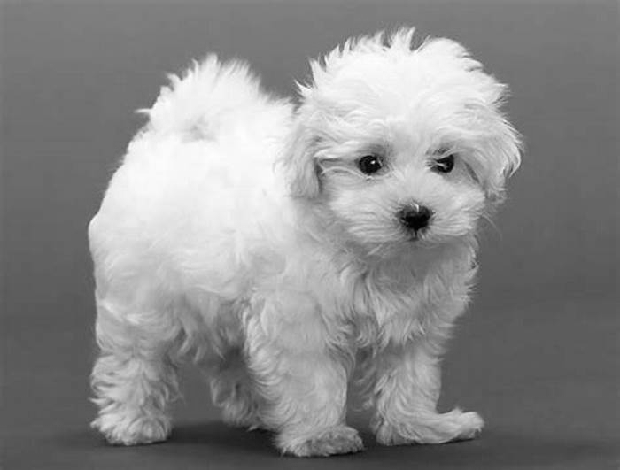 best hypoallergenic dog for me quiz