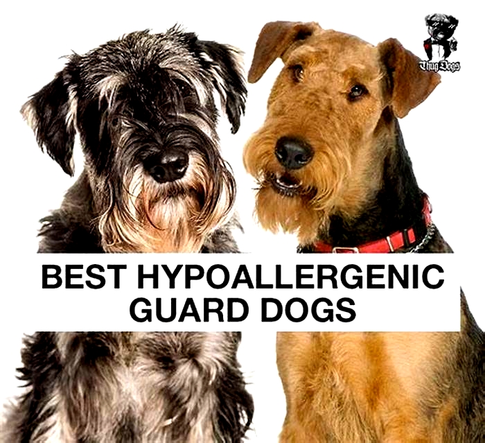 best hypoallergenic dog for protection