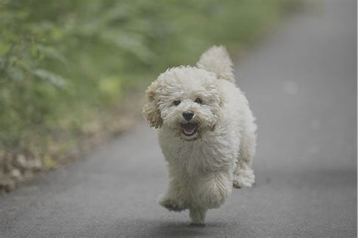 best hypoallergenic dog for running