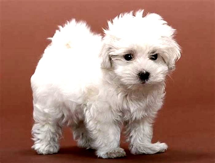 best hypoallergenic dog that can be left alone