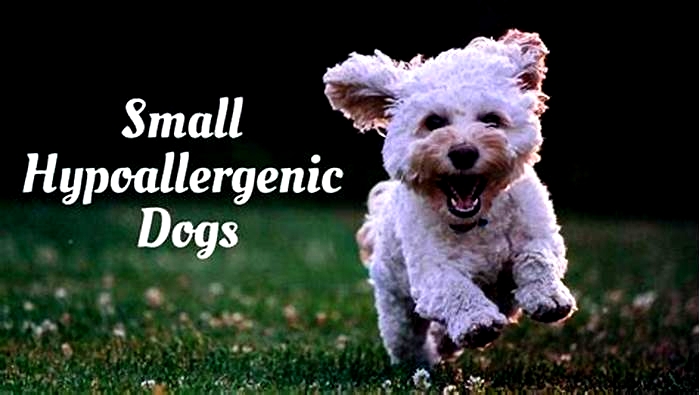 best hypoallergenic dogs easy to train