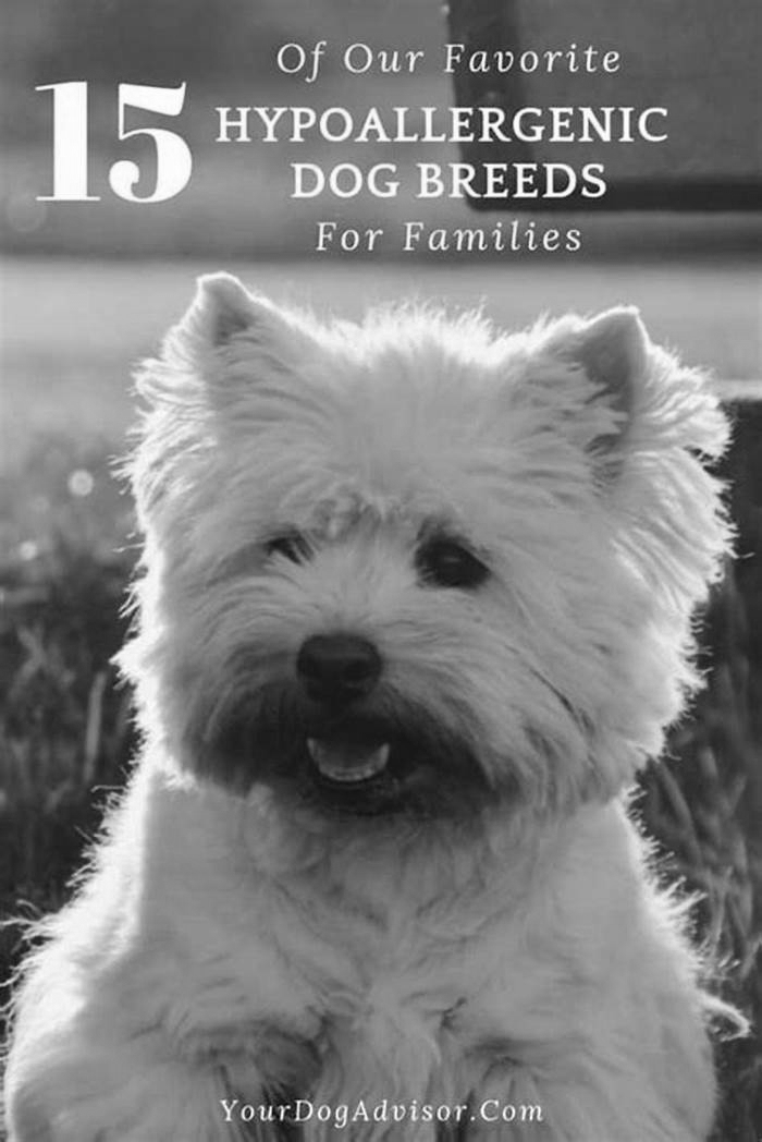 best hypoallergenic dogs for active families