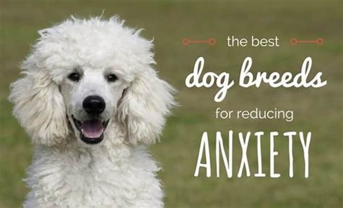 best hypoallergenic dogs for anxiety