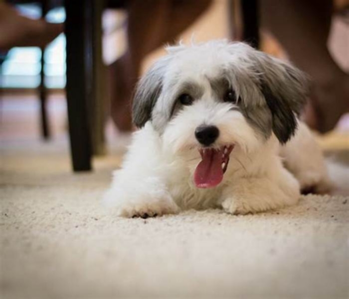 best hypoallergenic dogs for apartments