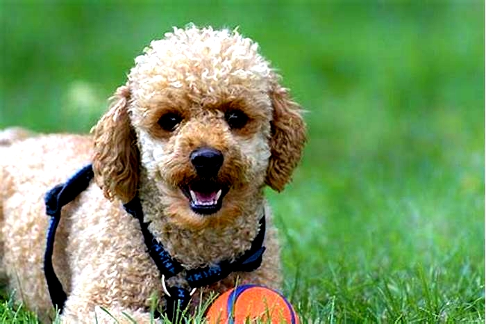 best hypoallergenic dogs for autism