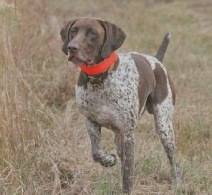 best hypoallergenic dogs for hunting