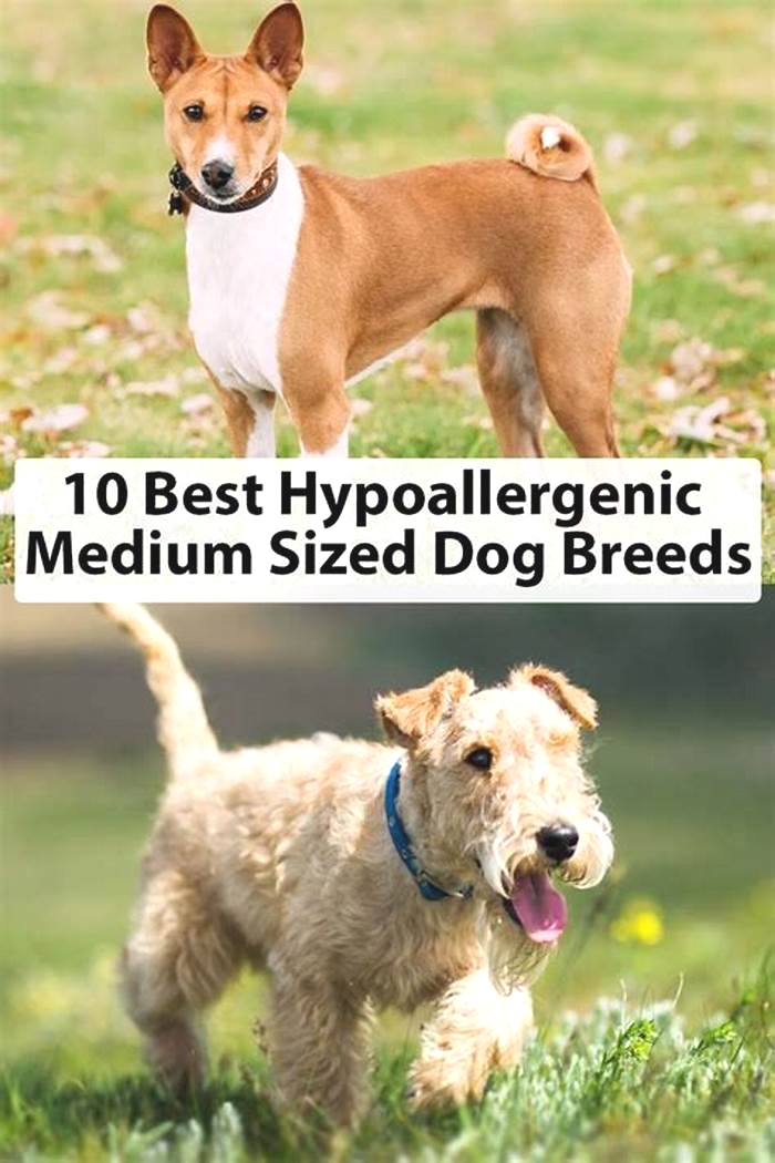 best hypoallergenic dogs for kids medium sized